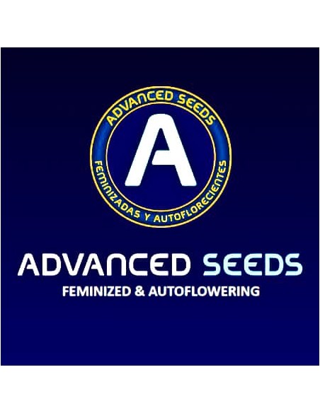 RAINBOW SHERBERT 11 AUTO - ADVANCED SEEDS (3+1)