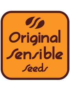 ORANGE OOZE - ORIGINAL SENSIBLE SEEDS