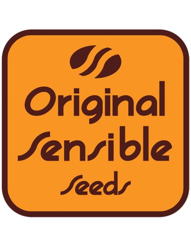 ORANGE OOZE - ORIGINAL SENSIBLE SEEDS